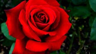 My Love is like a Red, Red Rose - Canoldir Male Choir