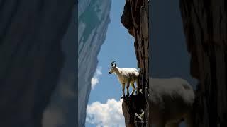 On the Edge: The Mountain Goat’s Realm