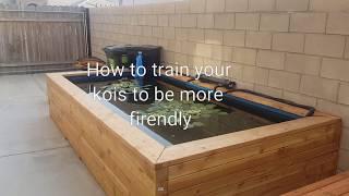 How to train your koi fish to be friendly