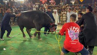 Buffalo Bull out of control in Heavyweight Bulls Show Qurbani 2025  Bakra Mandia 2025 Cow mandi 2025