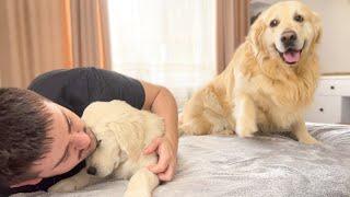 Jealous Golden Retriever Reaction to Human Dad with Another Puppy