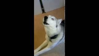 Husky does not want kisses