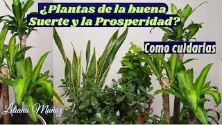 ¿PLANTAS DE LA BUENA SUERTE Y LA PROSPERIDAD? Como cuidarlas / Liliana Muñoz