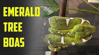 Episode 43 - 25 Minutes of Emerald Tree Boa Bliss!!!