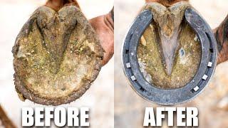 Farrier Hoof Restoration | Satisfying