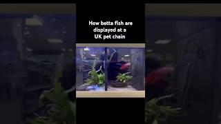 No cups for betta fish at this pet chain