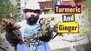 Fall Harvest | Turmeric & Ginger