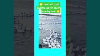 "Graceful Ducks Swimming in Straight Lines on a Serene River" #naturefilms #naturedocumentary