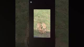 leopard Vs Cheetah wild life animals Natgeo wild animals #wildlife