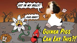 Can Guinea Pigs Eat This? ︱Guinea Pig Care