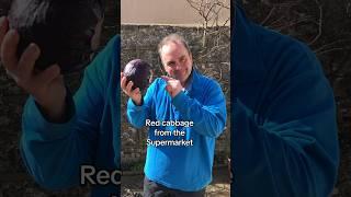 How to grow a red cabbage from the supermarket. #growyourgroceries