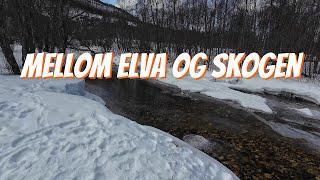 10x hastigheten mellom elva og skogen. #dji #vinter #elv #skog #4k