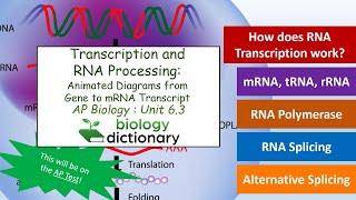 Transcription and RNA Processing | AP Biology 6.3