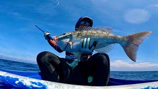 LONGNOSE EMPEROR |JOBFISH | GIANT TREVALLY | GREEN JOBFISH