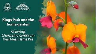 Kings Park in your garden: Growing Heart-leaf Flame Pea