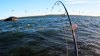 Wind Put Surfcasting Fish on the Beach!