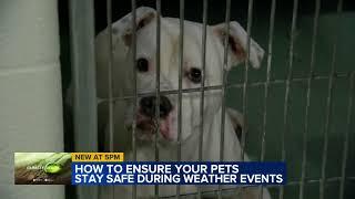 Increasing intensity of severe weather has pet advocates urging owners to plan ahead