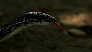 India's Deadly Venomous Big Four Snakes teaser trailer