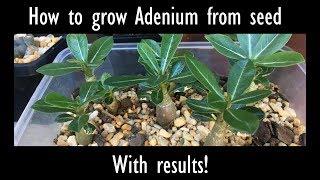 How to grow Desert Rose (Adenium) from seed with results