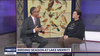 East Bay students explore diverse bird population around Lake Merritt