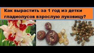 Как за один год я выращиваю из детки гладиолусов взрослую луковицу?