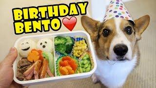 Surprise BENTO Box for CORGI Dog's Birthday || Life After College: Ep. 582