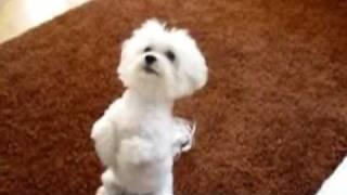 Tobi the smart Maltese Doing Dog Tricks