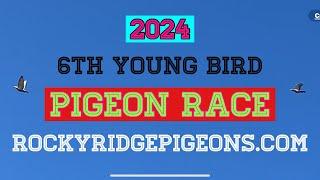 6TH Young Bird Pigeon Race. (A Fortunate Turn Of Events)