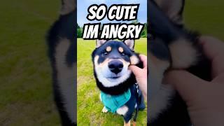 so cute im angry - face go brrrrr #cutenessoverload