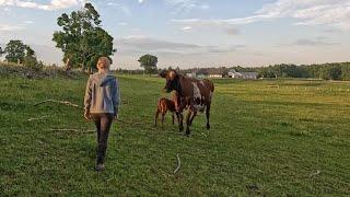 Summer morning on a dairy farm…