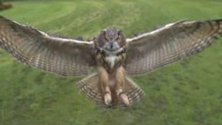 Eagle Owl Flight in Slow Motion