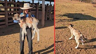 NASCEU O MENOR BEZERRO NA FAZENDA 