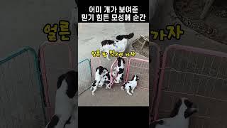 주인이 퇴근하자마자 어미 개가 필사적으로 달려간 뜻밖의 장소