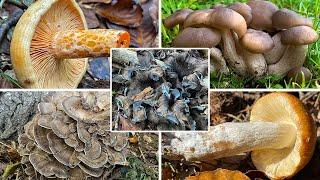 Top 5 Speisepilze im Herbst & Spätherbst | Speisepilze neben den Klassikern | Reizker, Maitake, usw.