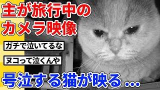 【2ch動物スレ】旅行中の深夜3時、留守番してる猫をカメラでチェックした結果…