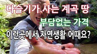 다슬기가 사는 계곡토지 이런곳에서 자연생활 어때요?