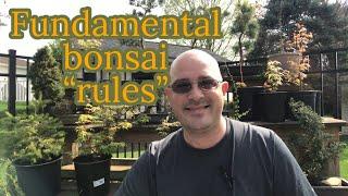 Fundamental bonsai "rules" for beginners and basics