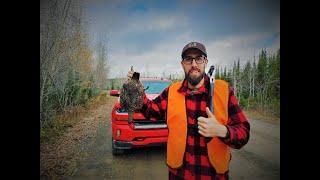 In pursuit of the mighty Spruce Grouse