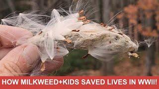 The incredible story of how milkweed collected by children was used to make life vests during WWII.
