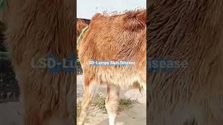 Symptoms to watch for in infected cattle with LSD