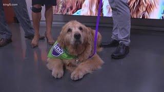 Seattle celebrity dog Dash helps raise money to fight cancer