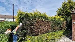 Hedge trimming/client Wanted it cut,RIGHT back. .