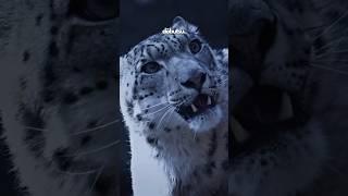 Snow Leopard: The Elusive Ghost of the Mountains #shorts