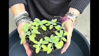 HOW TO PROPAGATE SAGE