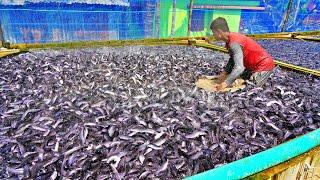 Hybrid Magur Fish Farming Business | Million Of Hybrid Magur Eating Food in Tank | Fish Farm in Asia