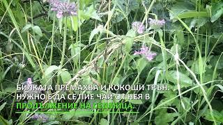 Уникалната билка, която Левски е използвал постоянно