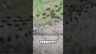 Ants vs. Termites: Unusual Truce Caught on Camera! #animals  #wildlife