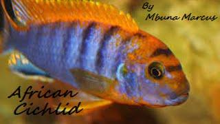 African Cichlid Malawi Mbuna