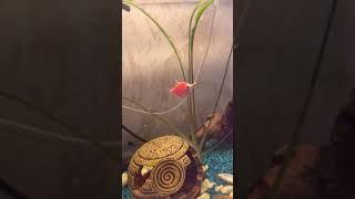 Рыбка играет с едой #рыбки #aquarium #aqua