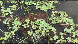 শ'ল ‌মাছ(Sole fish) পালনৰ‌ সহজ উপায়।